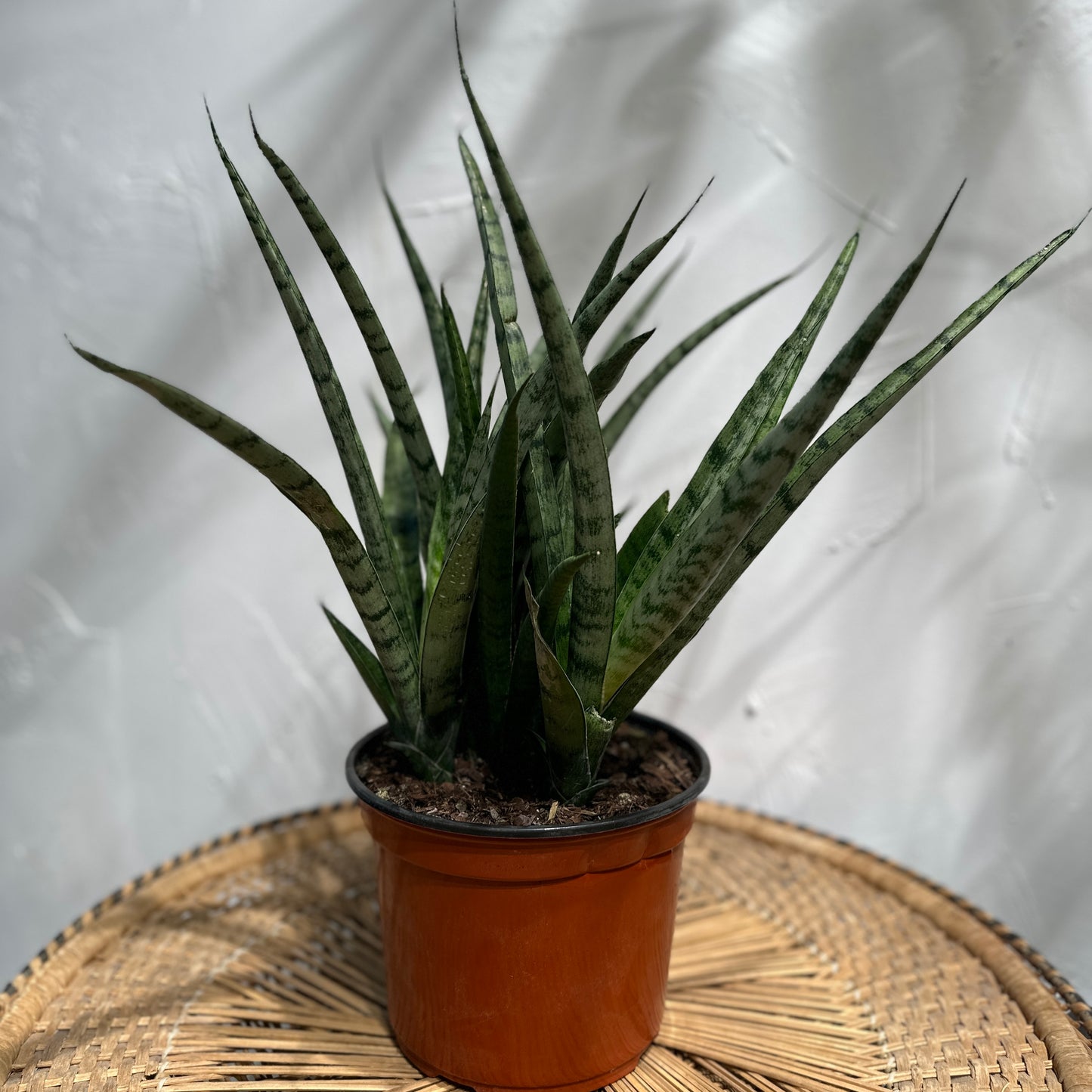 Green Snake Plant (Sansevieria trifasciata) in a 8 inch pot. Indoor plant for sale by Promise Supply for delivery and pickup in Toronto