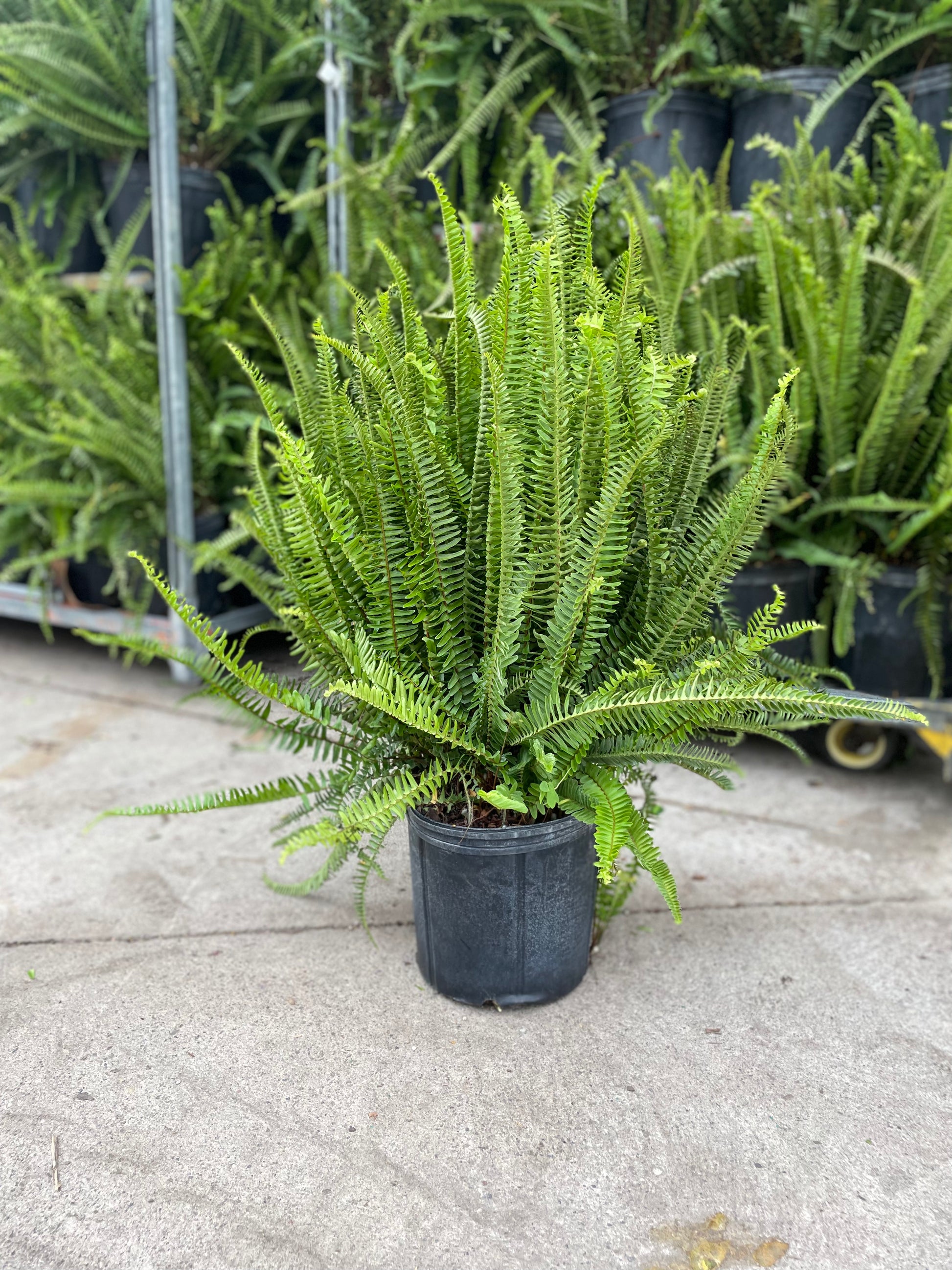 Kimberly Fern (Nephrolepis obliterata) in a 10 inch pot. Indoor plant for sale by Promise Supply for delivery and pickup in Toronto