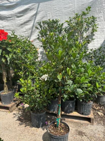 Gardenia Tree (Gardenia jasminoides) in a 10 inch pot. Indoor plant for sale by Promise Supply for delivery and pickup in Toronto