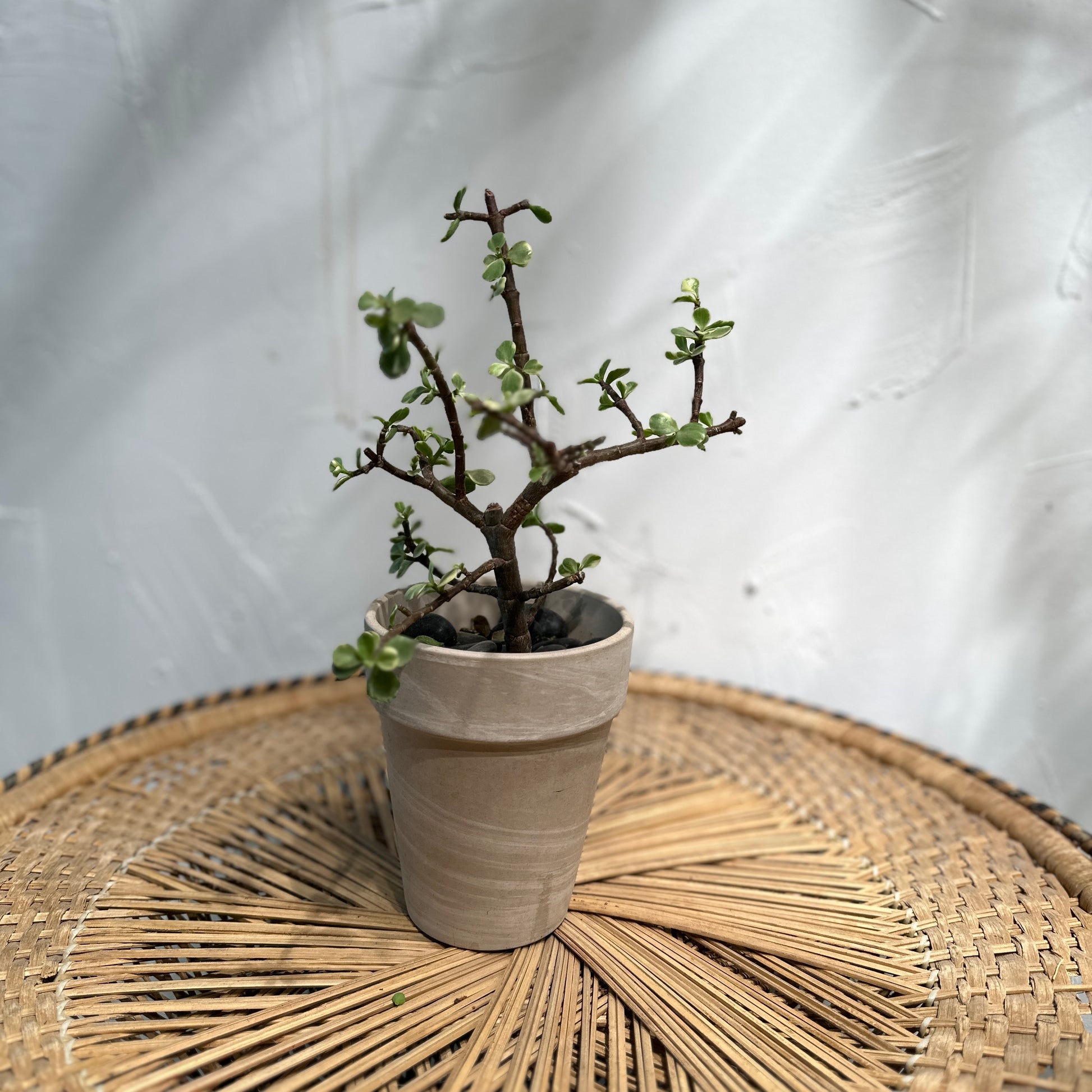 Elephant Bush Jade (Portulacaria afra) in a 6 inch pot. Indoor plant for sale by Promise Supply for delivery and pickup in Toronto