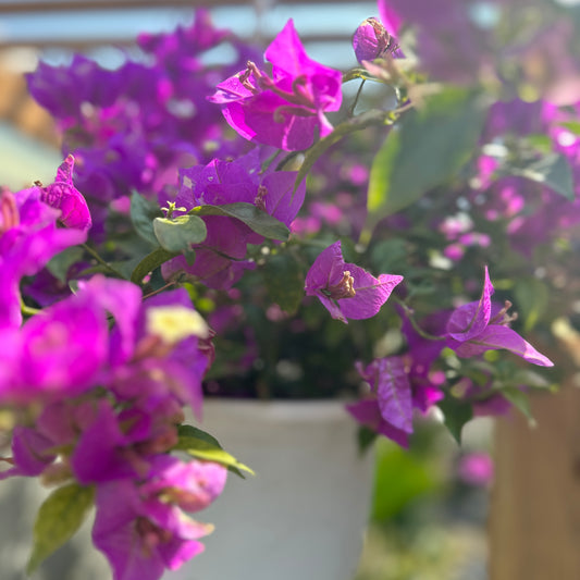 Paperflower (Bougainvillea glabra Caryophyllales) in a 10 inch pot. Indoor plant for sale by Promise Supply for delivery and pickup in Toronto