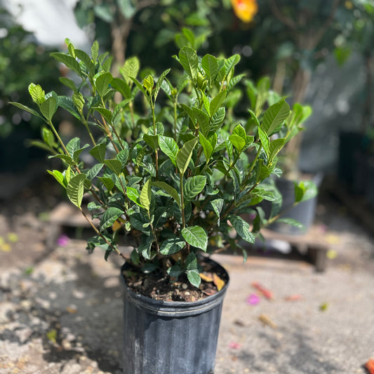  (Gardenia jasminoides) in a 10 inch pot. Indoor plant for sale by Promise Supply for delivery and pickup in Toronto
