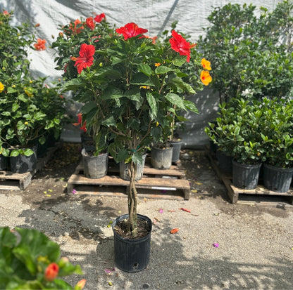 Hibiscus Tree: Hibiscus rosa-sinensis - 12 inch pot - 5 foot tall