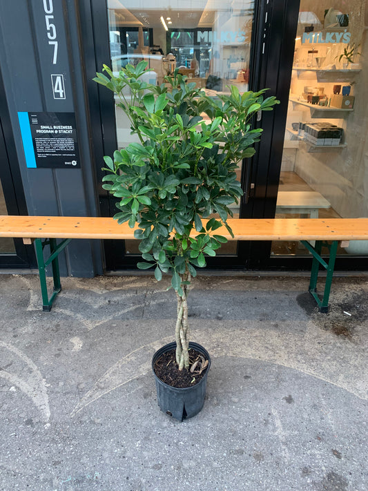 Braided Dwarf Umbrella Tree: Schefflera arboricola - 10 inch pot - 4 foot tall