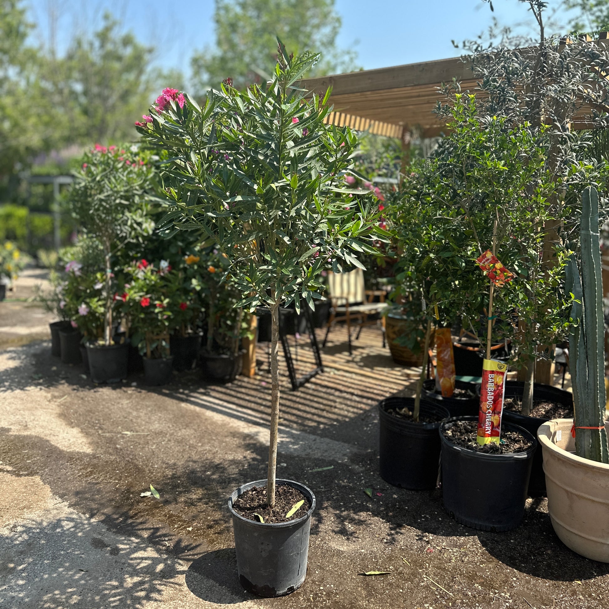 Oleander (Nerium oleander) in a 14 inch pot. Indoor plant for sale by Promise Supply for delivery and pickup in Toronto