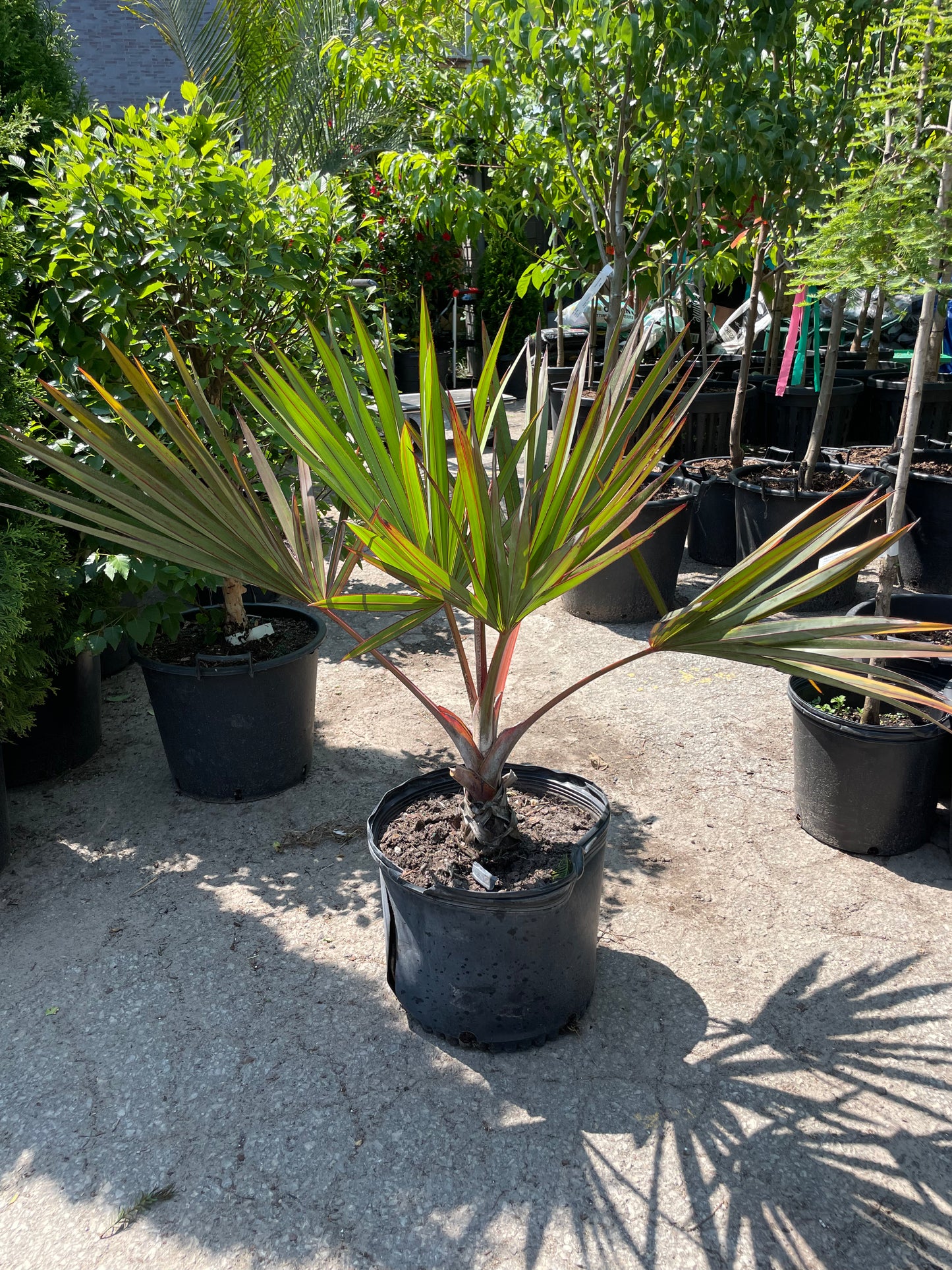 Red Lantan Palm: Latania lontaroides - 14 inch pot - 3 foot tall