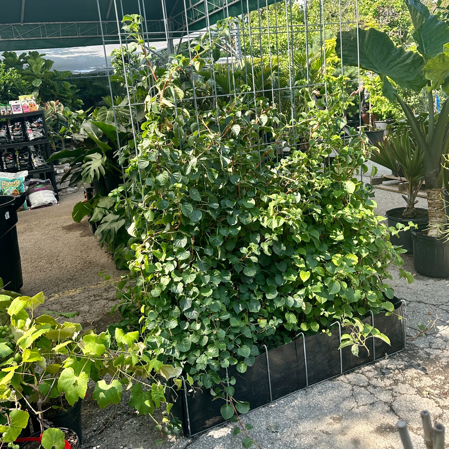 Climbing Hydrangea: Hydrangea petiolaris