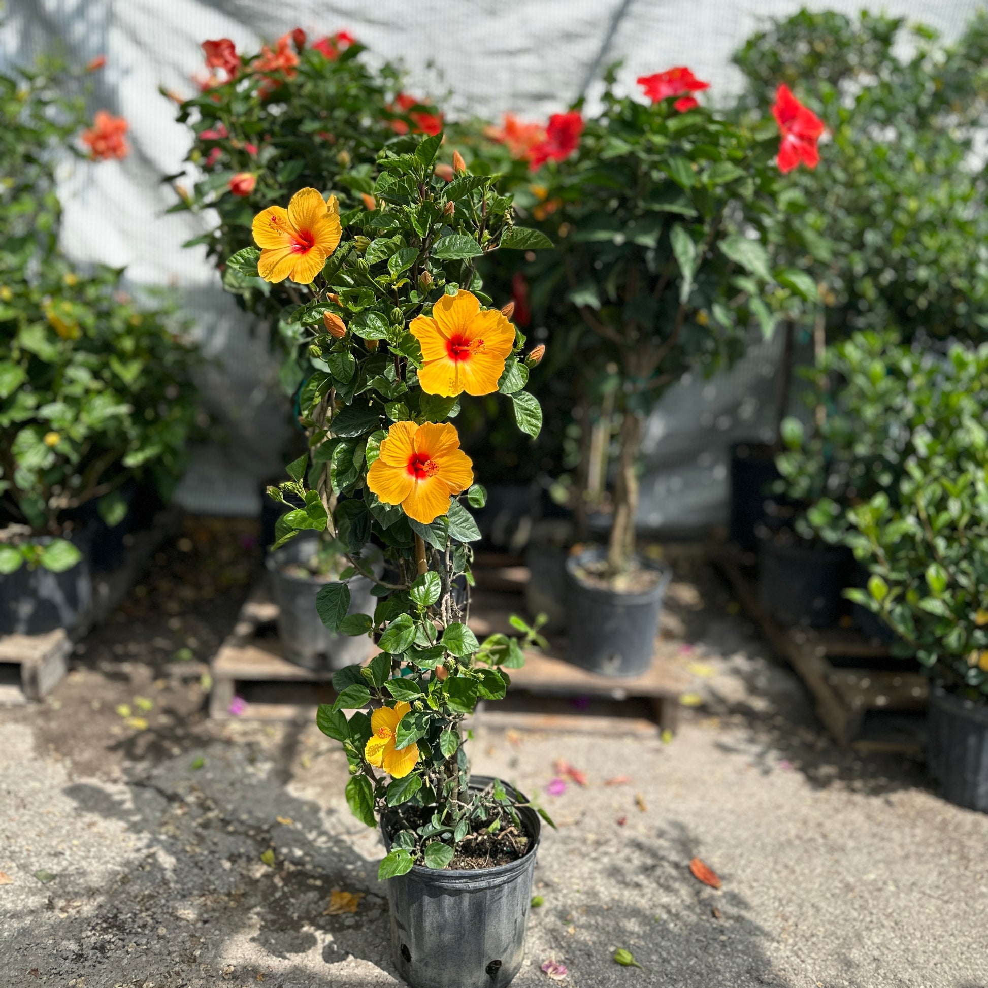 Chinese Hibiscus (Hibiscus rosa-sinensis) in a 10 inch pot. Indoor plant for sale by Promise Supply for delivery and pickup in Toronto