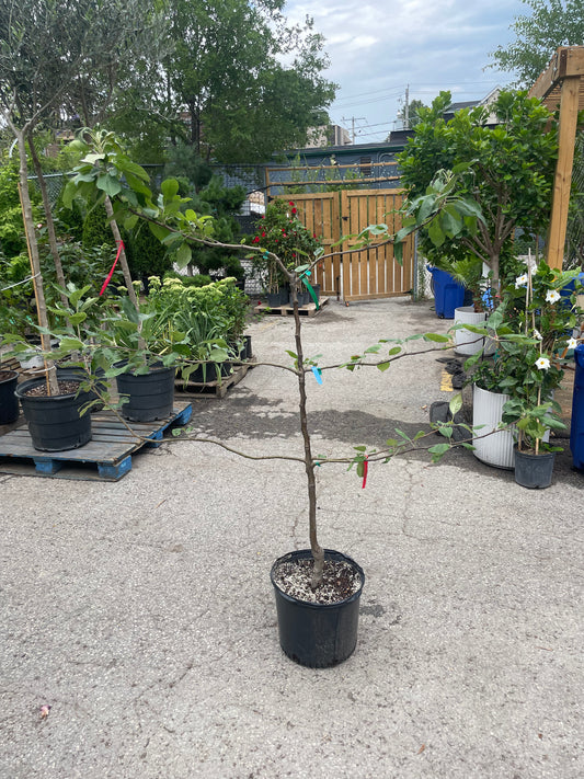 Combo Espalier Apple Tree: Malus - 7GAL Pot - 4-5 foot tall