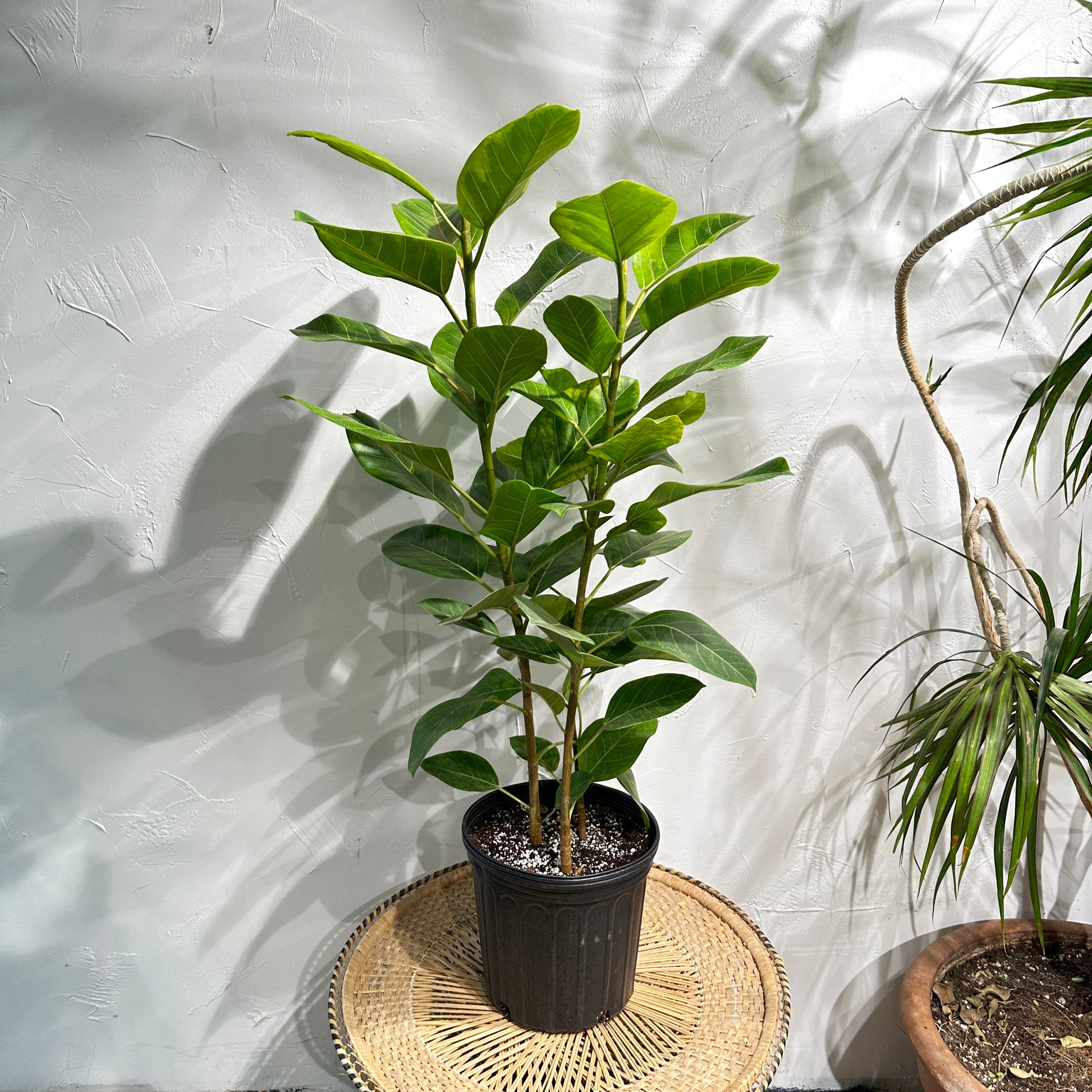 Yellow Gem Fig Bush: Ficus altissima - 12 inch pot - 5 foot tall — indoor plant — indoor plant for sale by Promise Supply for delivery and pickup in Toronto.