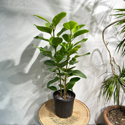 Yellow Gem Fig Bush: Ficus altissima - 12 inch pot - 5 foot tall — indoor plant — indoor plant for sale by Promise Supply for delivery and pickup in Toronto.