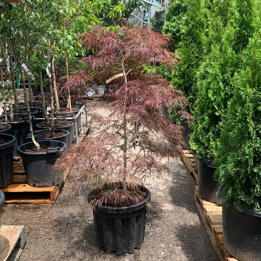 Japanese Maple Tree: Acer palmatum dissectum 'Crimson Queen' - 10GAL Pot - 125CM Tall