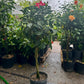 Hibiscus Tree - 10 inch pot