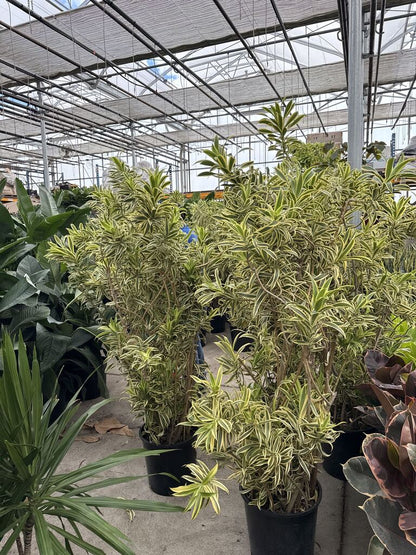 Song of India Pleomele: Dracaena reflexa - 14 inch pot - 6-6.5 foot tall