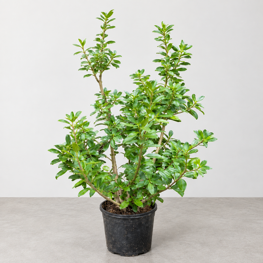 Green Island Fig Bush: Ficus microcarpa - 10 inch pot -3-4 foot tall