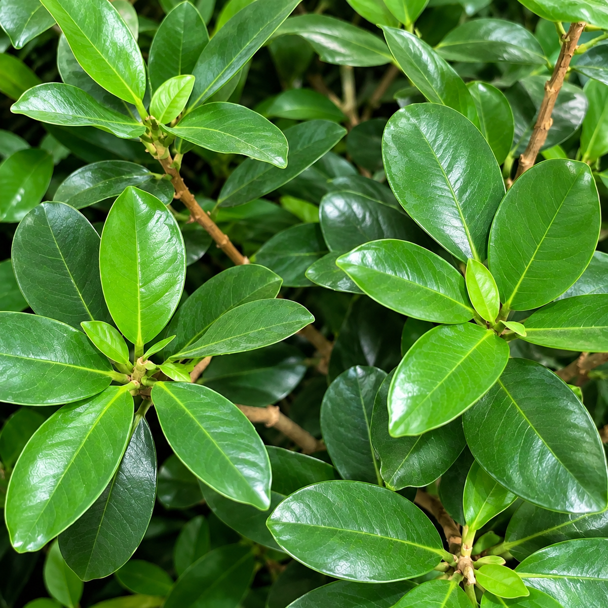 Green Island Fig Bush: Ficus microcarpa - 10 inch pot -3-4 foot tall