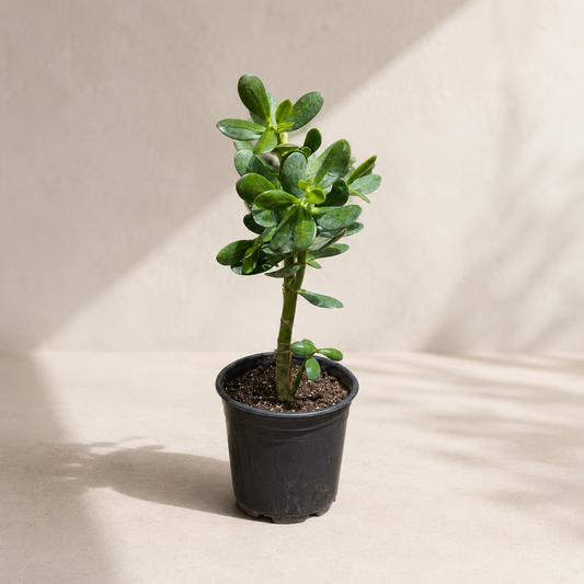 Jade Tree Bonsai: Crassula ovata - 6 inch pot