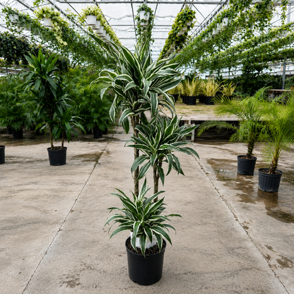 Jade Jewel Staggered Cane: Dracaena fragrans 'Warneckii' - 10 inch pot - 4-4.5 foot tall