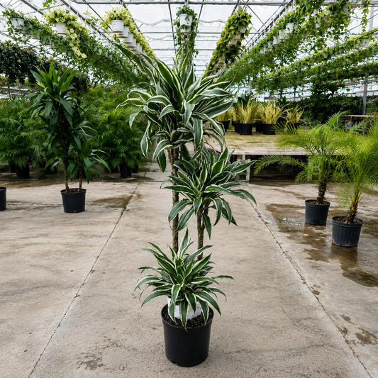 Jade Jewel Staggered Cane: Dracaena fragrans 'Warneckii' - 10 inch pot - 4-4.5 foot tall