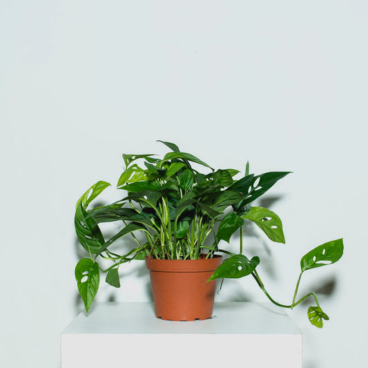 Swiss Cheese Vine: Monstera adansonii - 6 inch pot