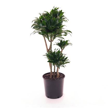 Pom Pom Janet Craig: Dracaena fragrans 'Compacta' - 10 inch pot - 3 foot tall