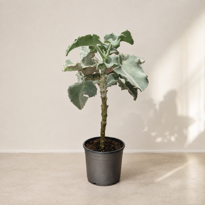 Felt Bush: Kalanchoe beharensis - 8 inch pot - 2-3 foot tall