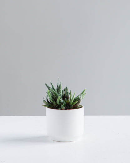 Kendall Ceramic Pot | 2.5 inch Nursery Pot