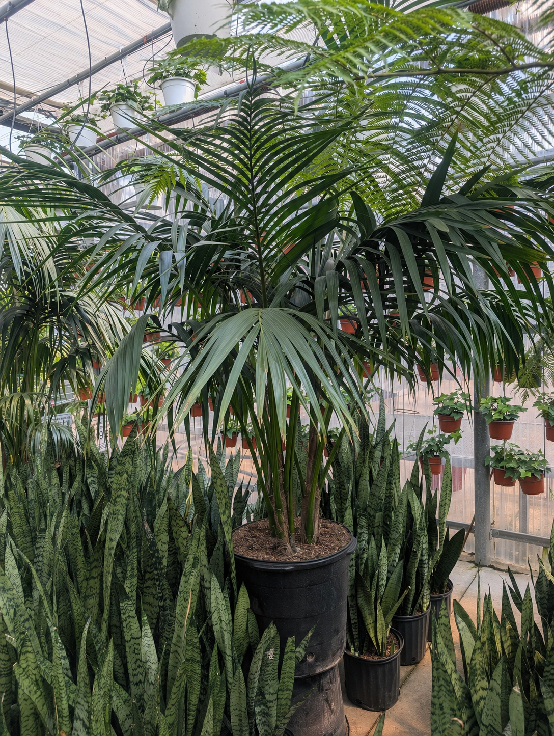 Kentia Palm: Howea forsteriana - 17 inch pot - 6-7 foot tall