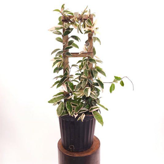 Krimson Queen Wax Plant Trellis: Hoya carnosa - 10 inch pot - 2.5-3.5 foot tall