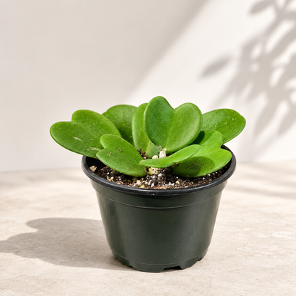 Hoya Heart: Hoya kerrii - 6 inch pot