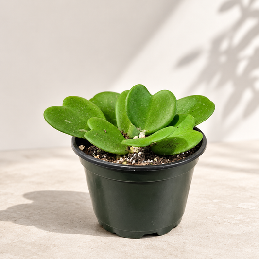 Hoya Heart: Hoya kerrii - 6 inch pot