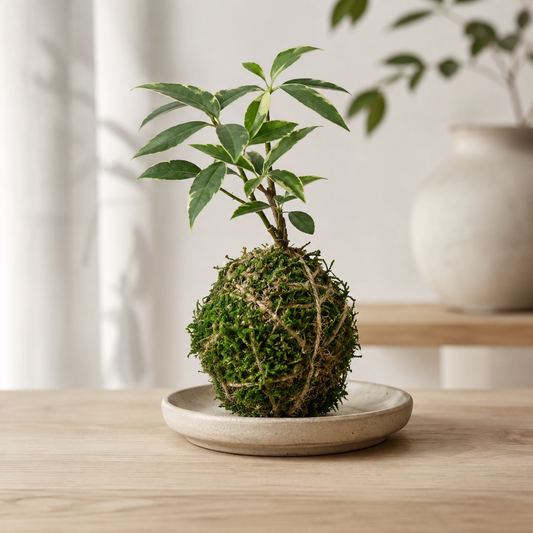 Umbrella Tree Kokedama: Schefflera arboricola - 4 inch Moss Ball