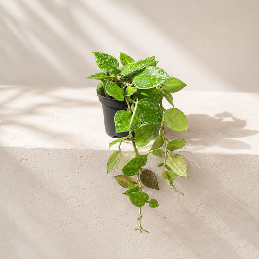 Silver Splash Heart Leaf Wax Plant: Hoya krohniana - 2.5 inch pot