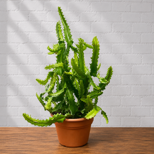 Candelabra Cactus: Euphorbia lactea - 14 inch pot - 3.5-4 foot tall