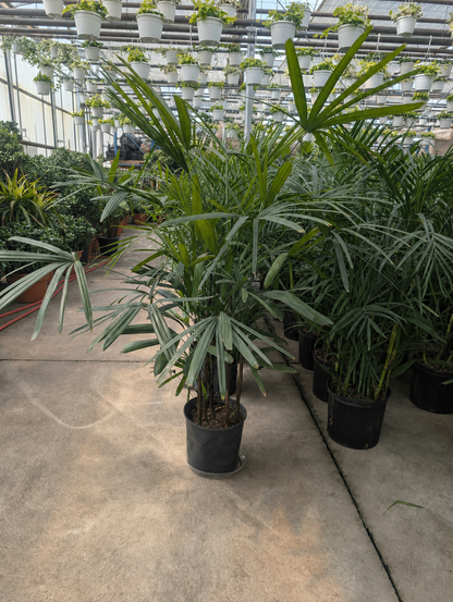 Lady Palm: Rhapis excelsa - 10 inch pot - 3-4 foot tall