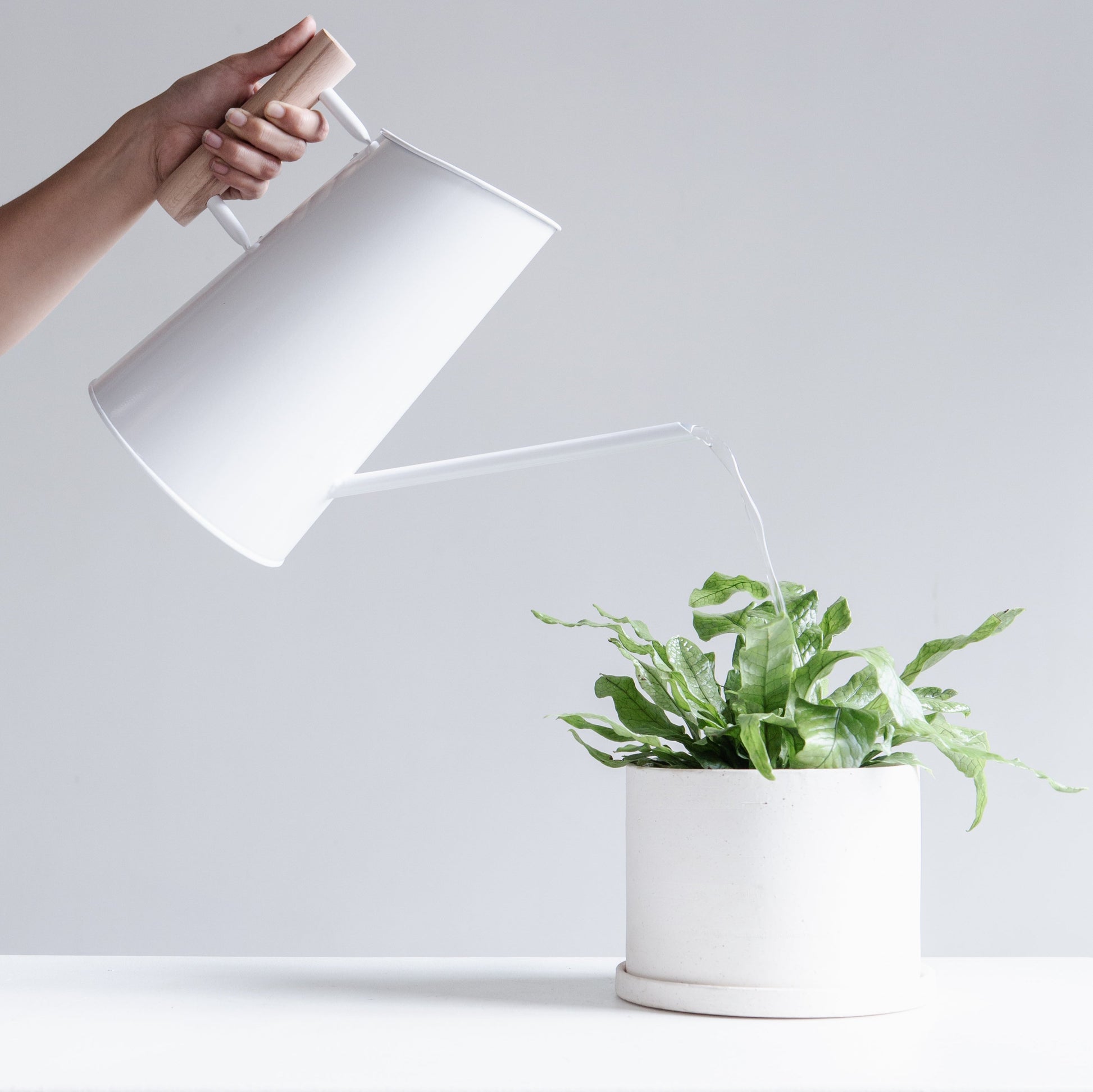 large watering can for indoor plants White Metal Plant Watering Can Wooden Handle – Promise Supply