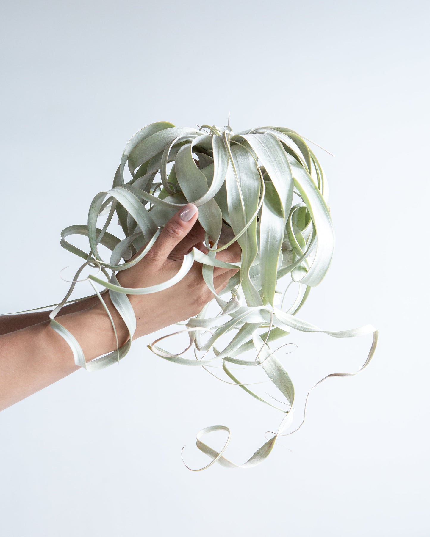 Air Plant: Tillandsia xerographica - Large