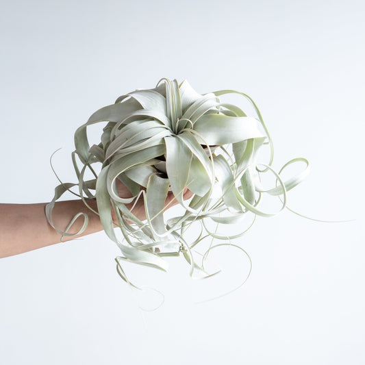 Air Plant: Tillandsia xerographica - Large