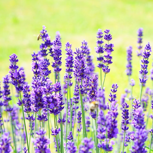 English Munstead Lavender: Lavandula angustifolia - 1GAL Pot