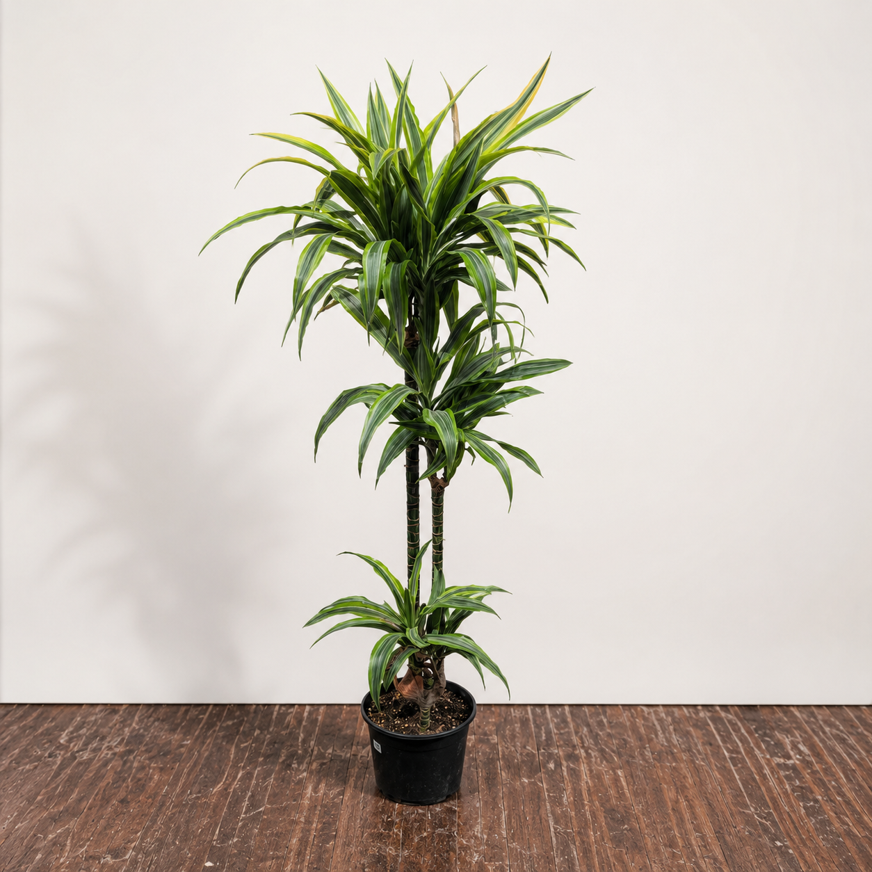 Lemon Lime Staggered Cane: Dracaena fragrans 'Warneckii Ulises' - 8 inch pot - 3-5 foot tall