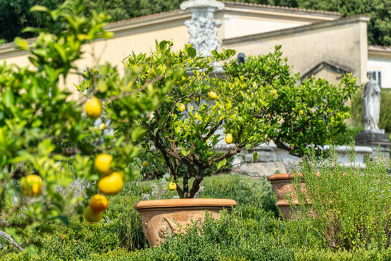Large lemon tree planted in terracotta pot