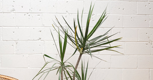 Dragon Tree Staggered (Dracaena marginata staggers) in a 12 inch pot. Indoor plant for sale by Promise Supply for delivery and pickup in Toronto