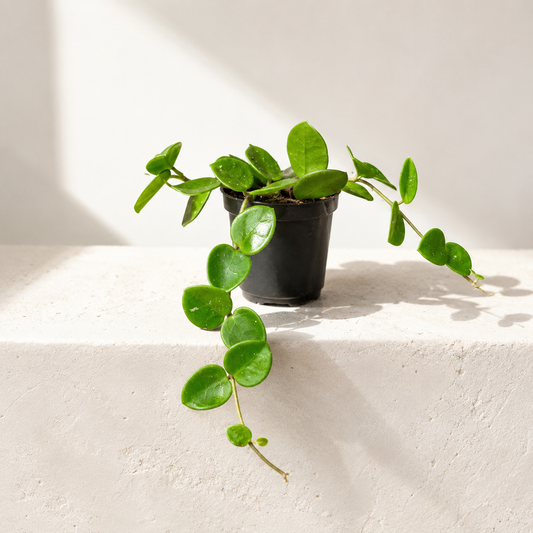 Mathilde Wax Plant: Hoya mathilde - 2.5 inch pot