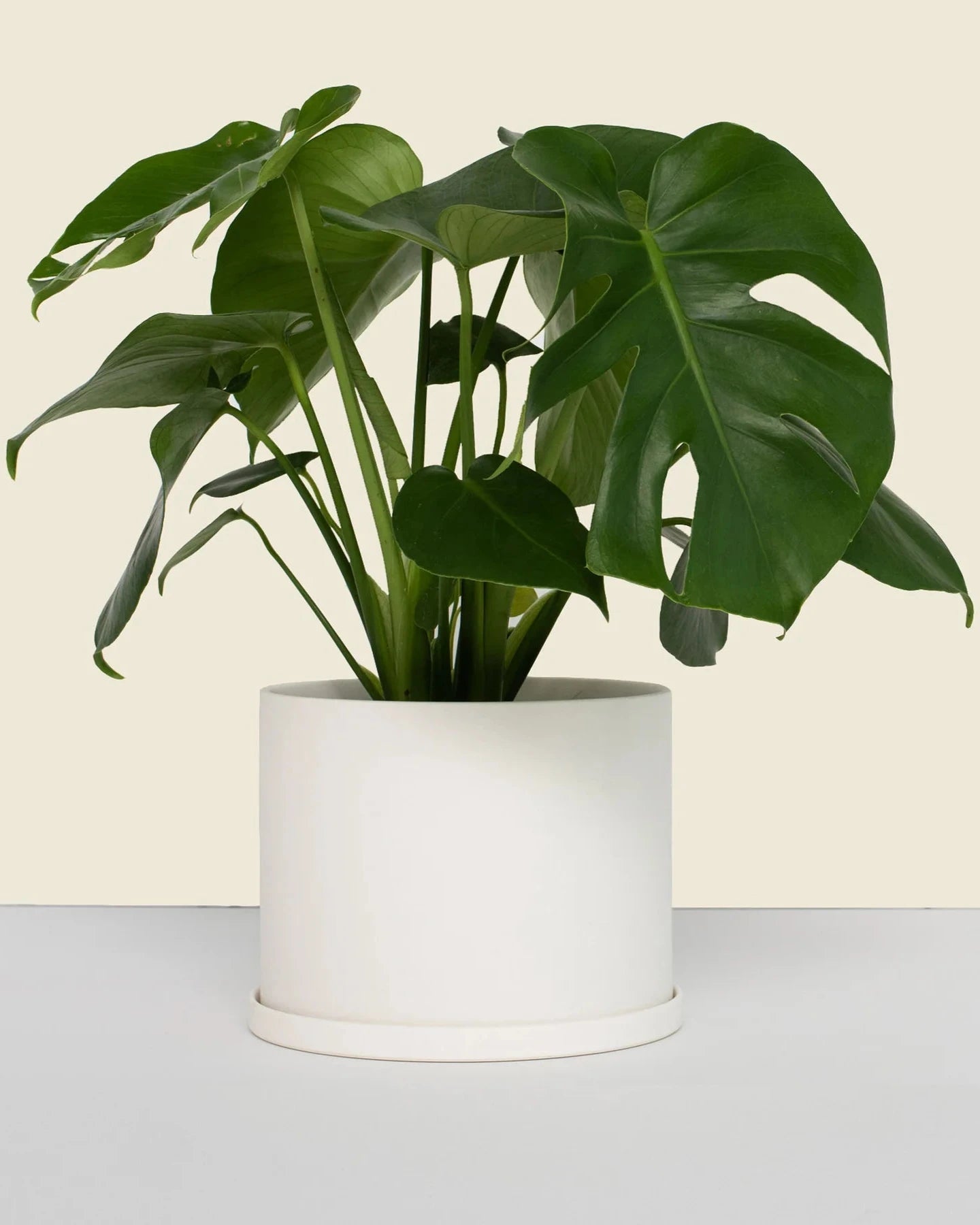 Small Pot with Saucer | 5 inch Diameter