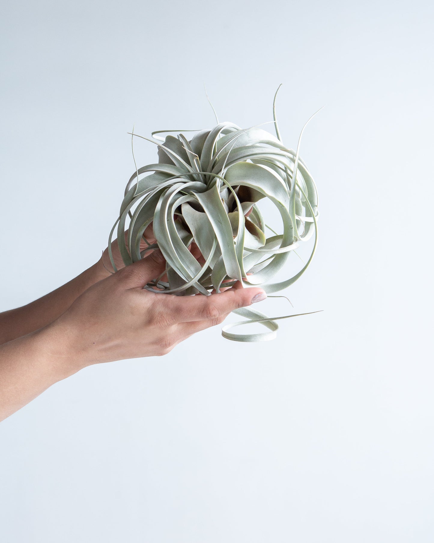 Air Plant: Tillandsia xerographica - Large