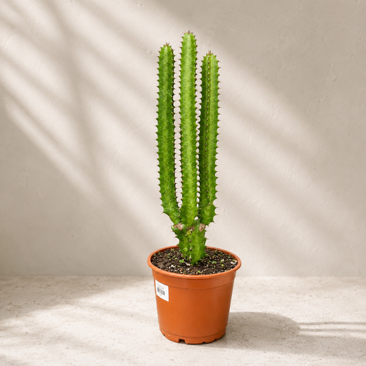 African Milk Tree Cactus: Euphorbia trigona - 6 inch pot