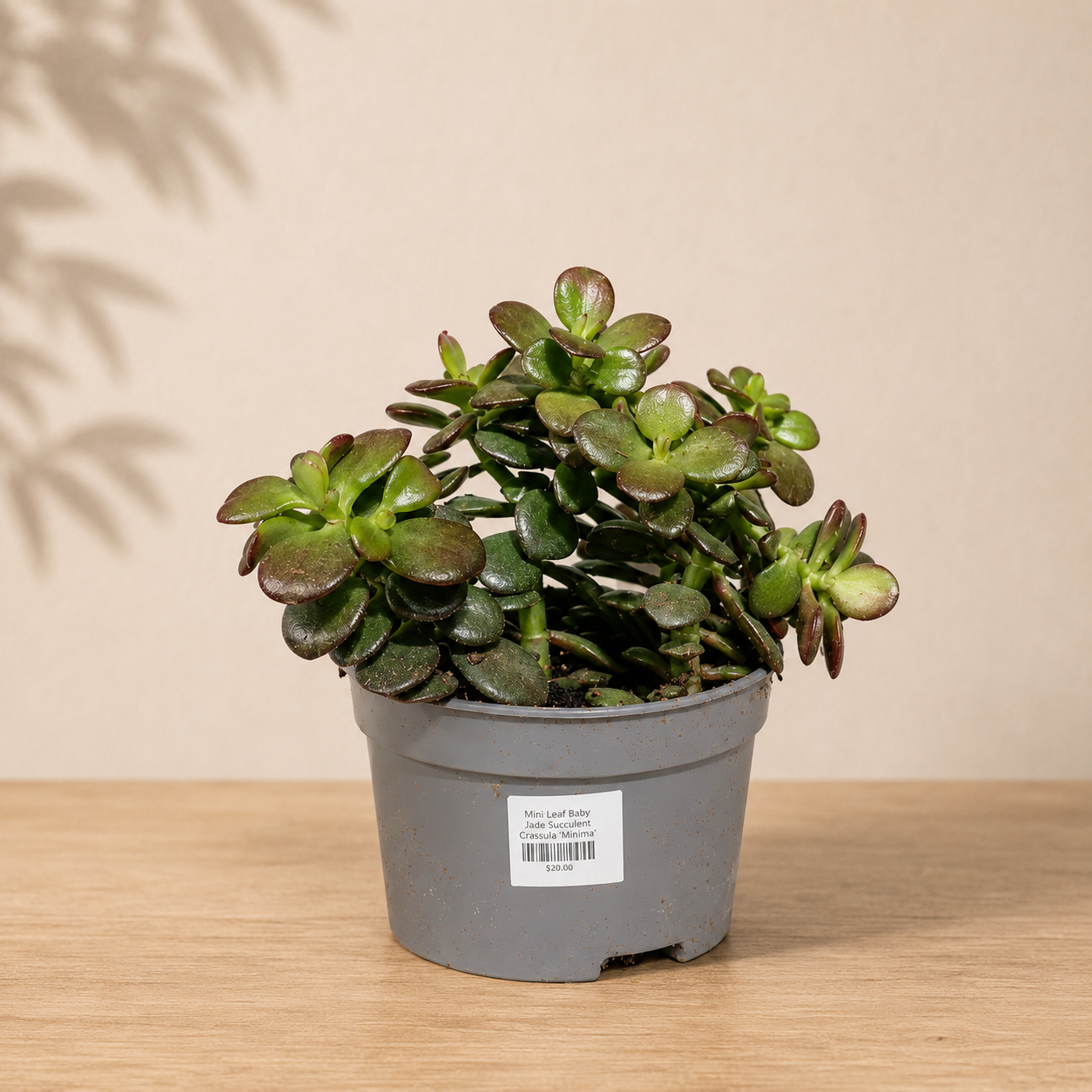 Mini-Leaf Baby Jade: Crassula ovata - 5 inch pot