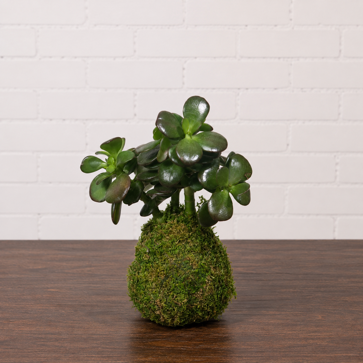 Mini Jade Kokedama: Crassula ovata 'minima' - Moss Ball