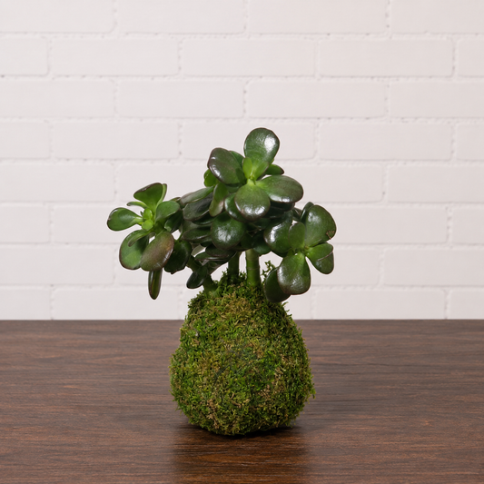 Mini Jade Kokedama: Crassula ovata 'minima' - Moss Ball