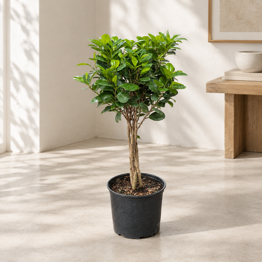 Braided Ficus Moclame: Ficus microcarpa - 8 inch pot - 2-2.5 foot tall